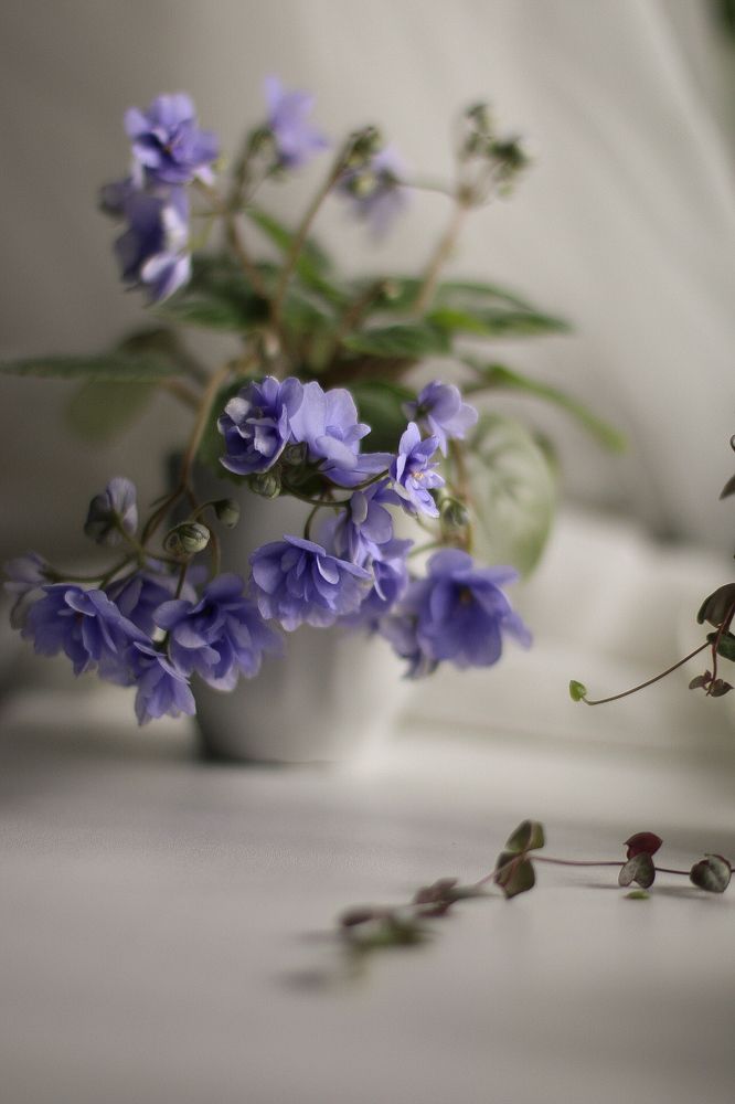 Фиалка ЛЕ-Хрустальный водопад