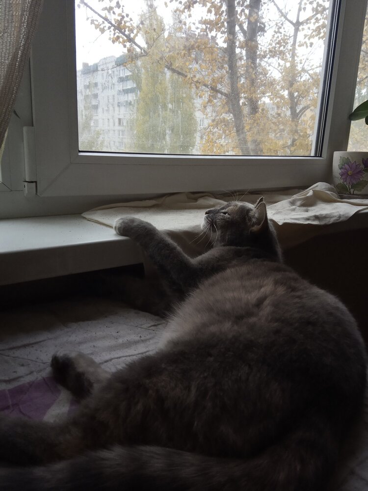 Тоска по свободе.