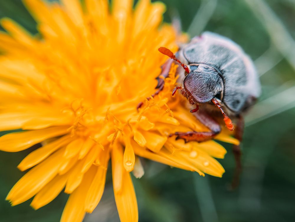 Dandelion and bug