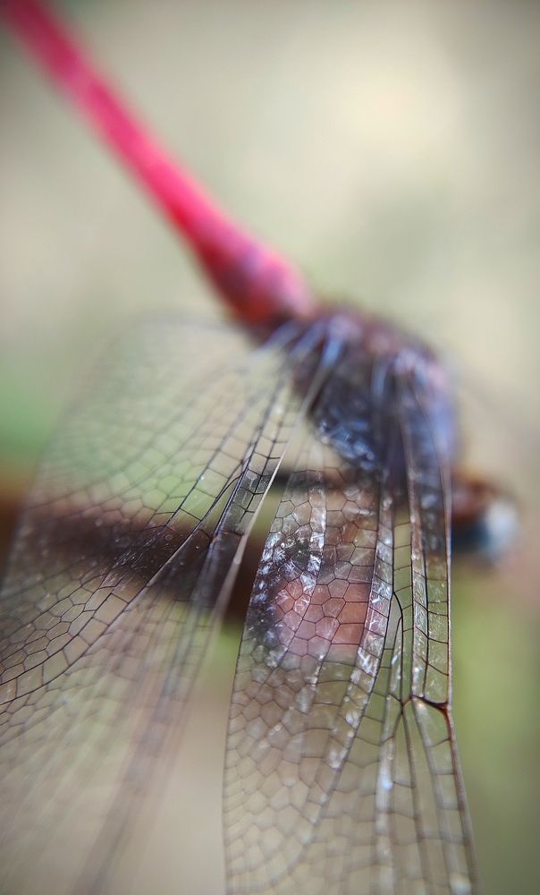 Фотография автора Parag Purkar