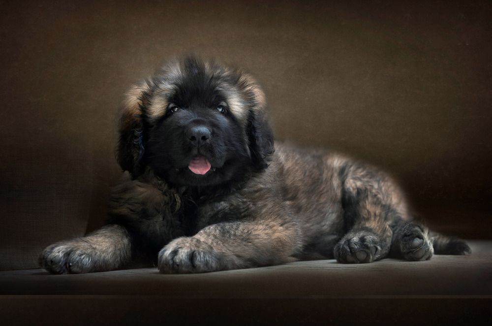 Маленький леонбергер.