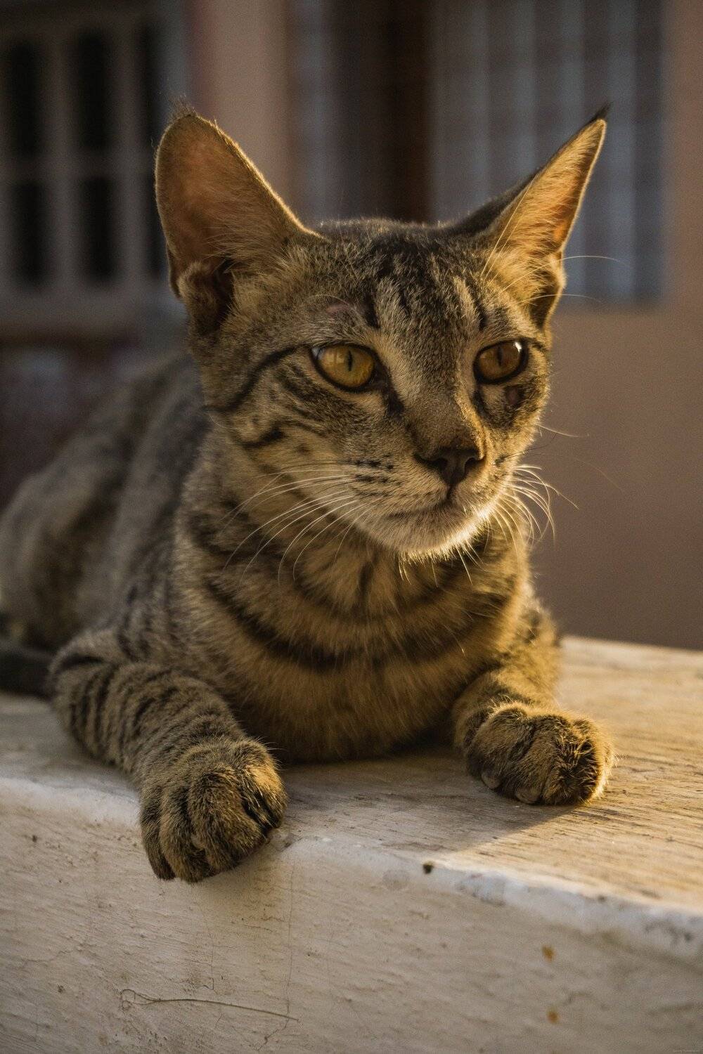 Golden Cat