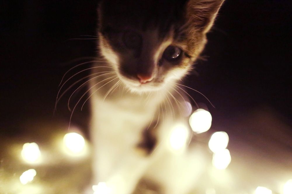 Photograph by Екатерина Прядко