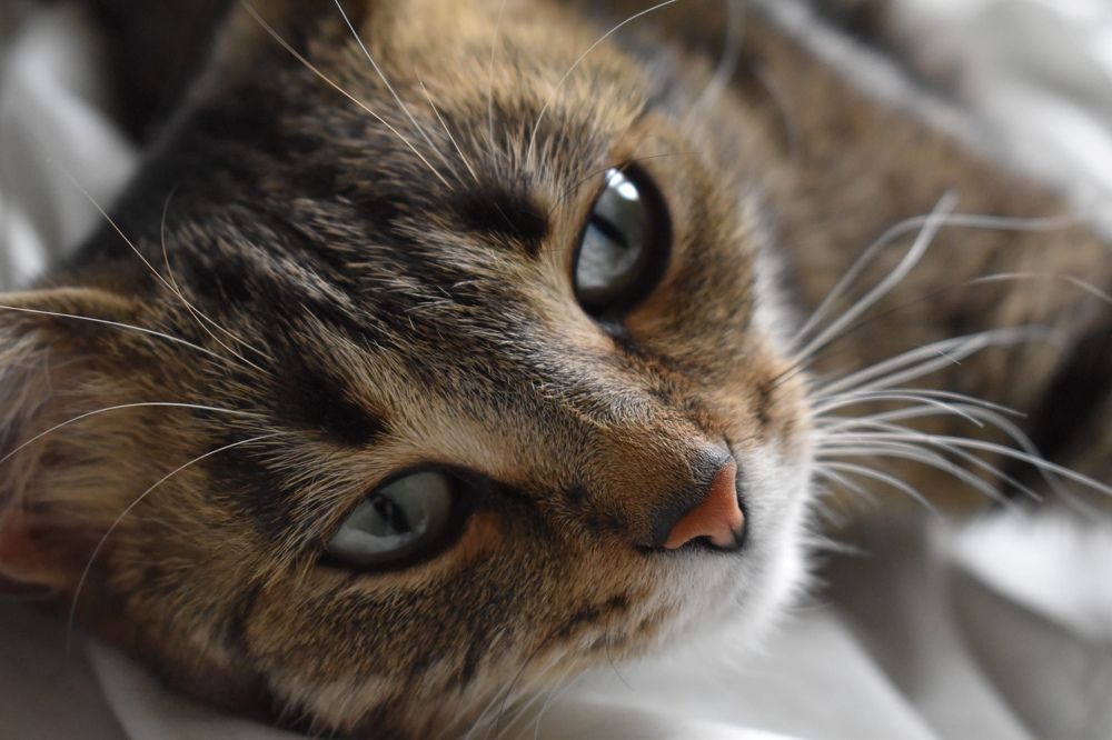 Фотография автора Светлана Тюрина