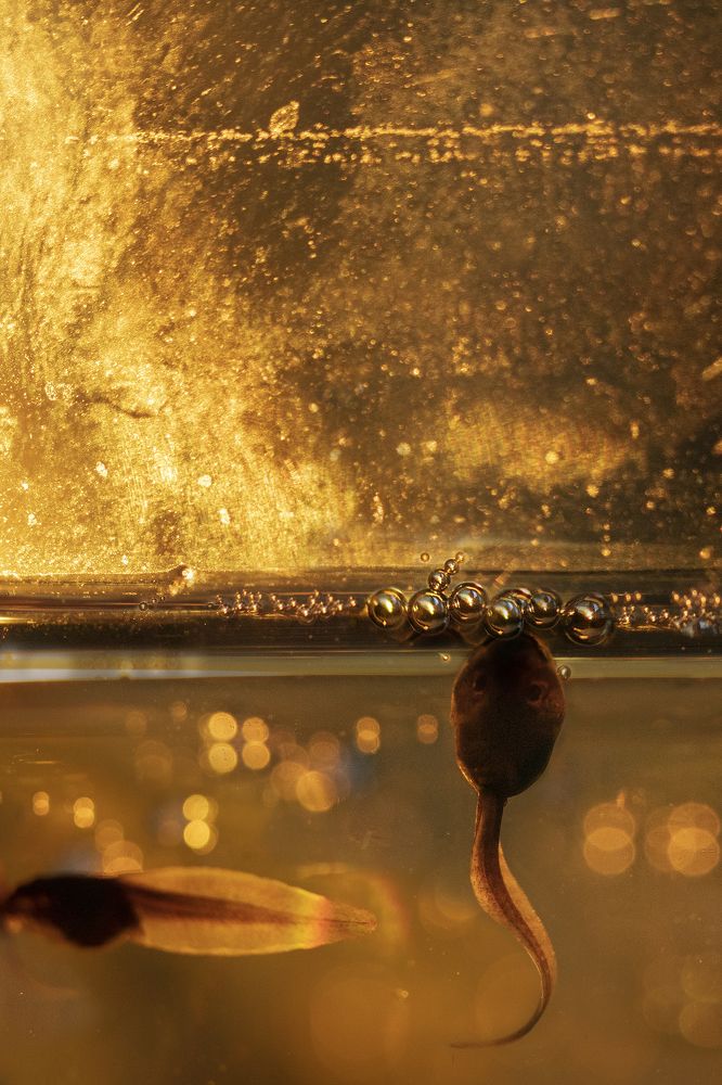 Photograph by Дериглазова Марина Владимировна