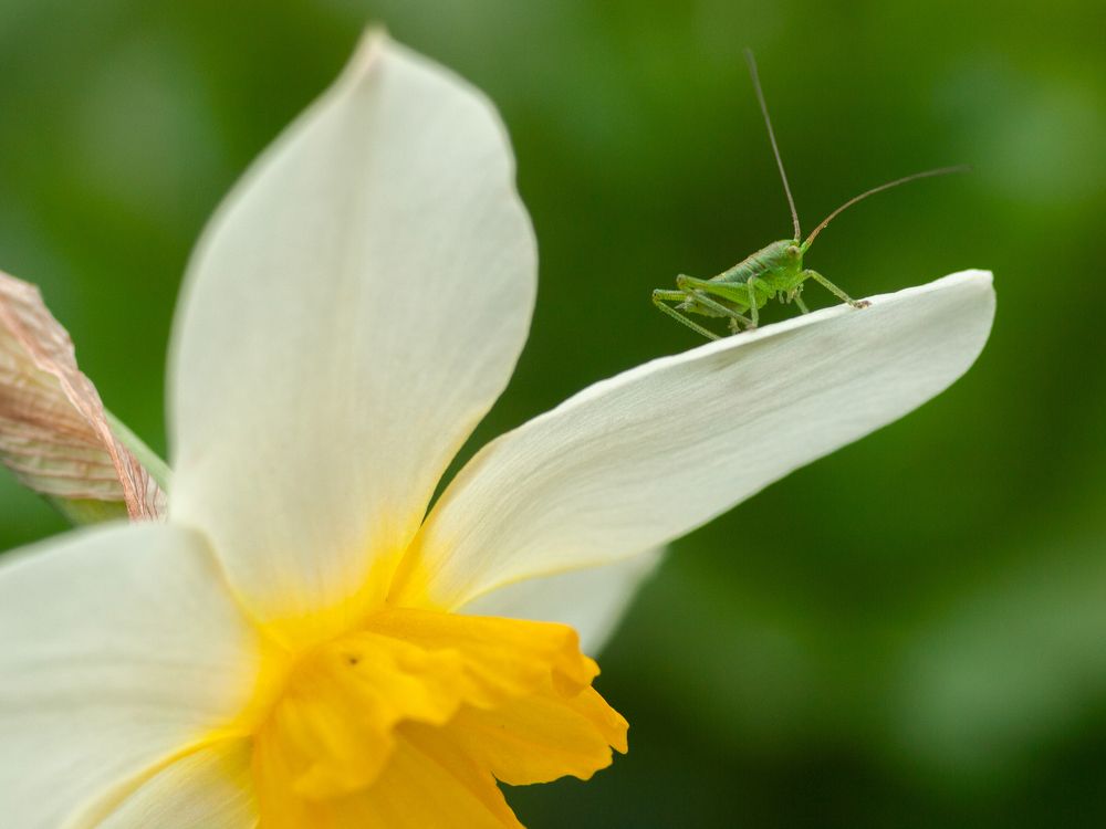Кузнечик греется на солнышке.
