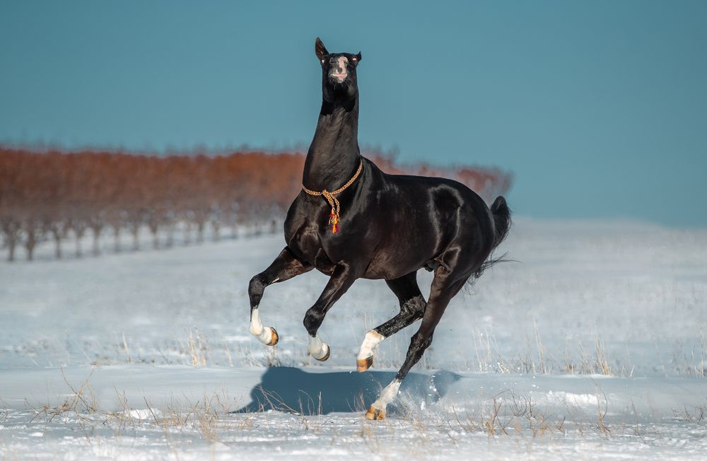 Я у мамы немножко лама