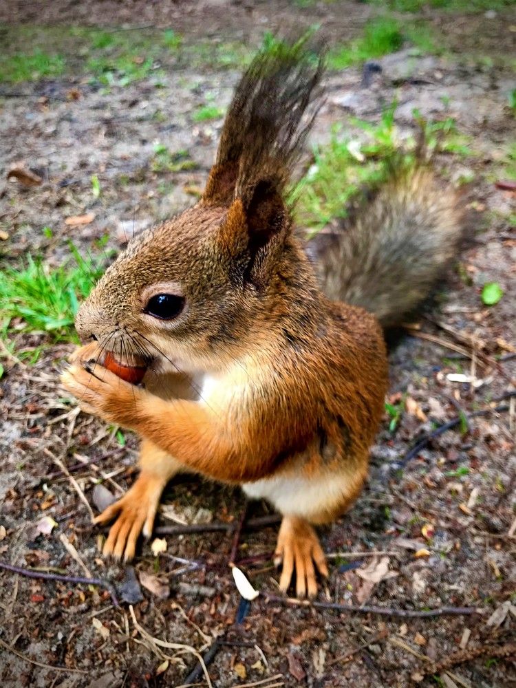 Белочка пришла