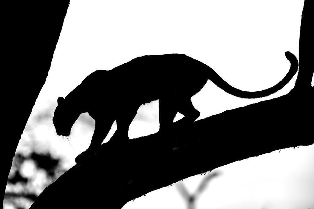 Photograph by Srikanth Santhinathan