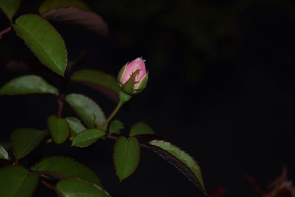 Photograph by Anuja Singh