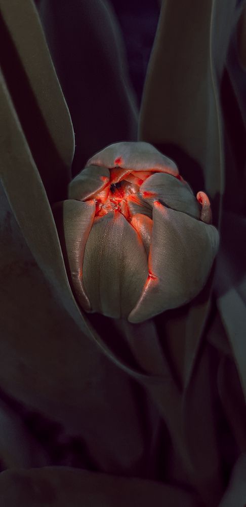 Photograph by Елена Твардовськая