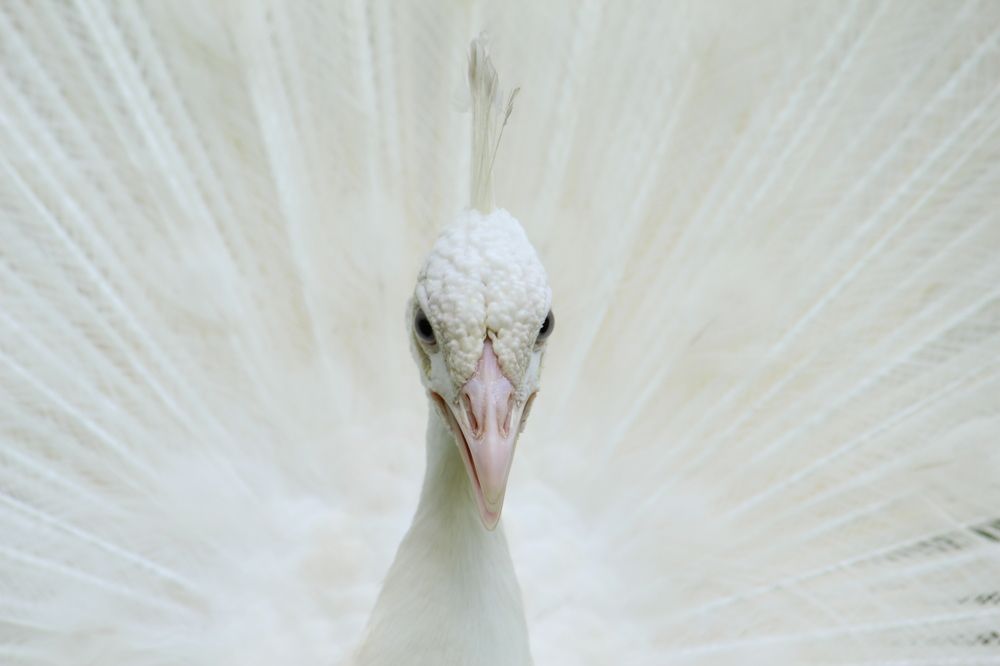 Photograph by Senthil Venugopalan