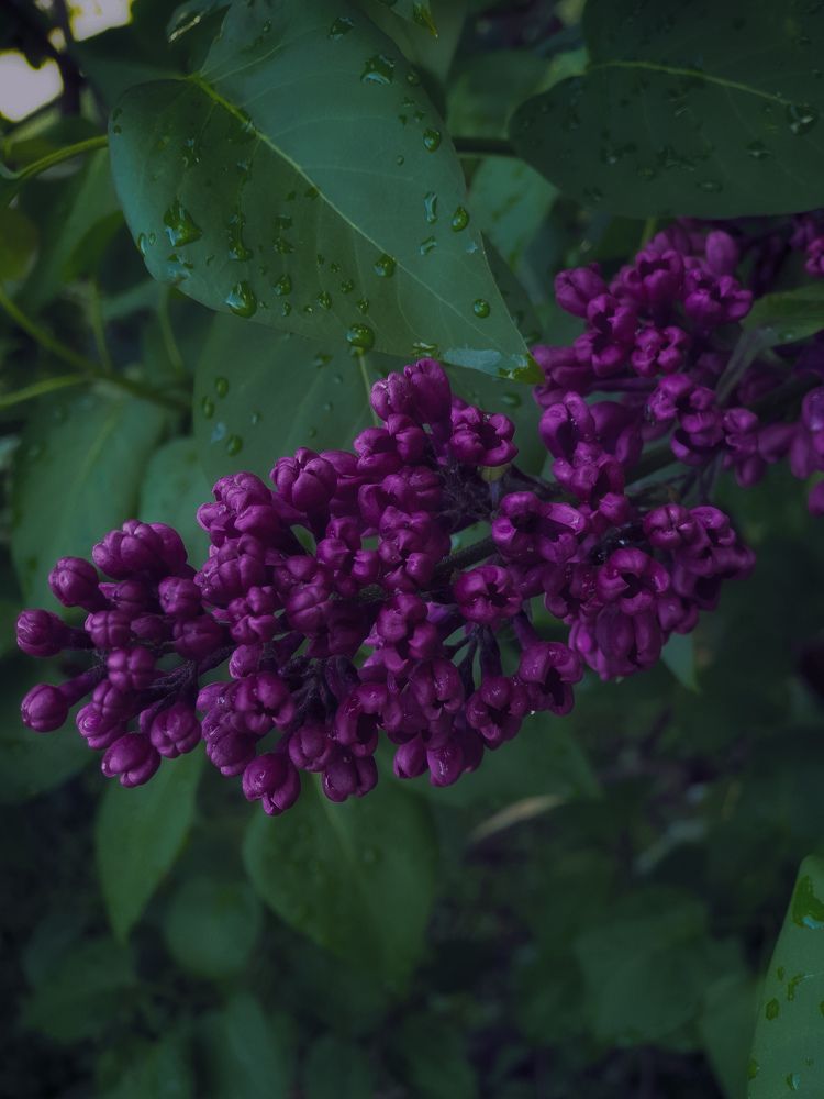 Photograph by Вера Крейдич