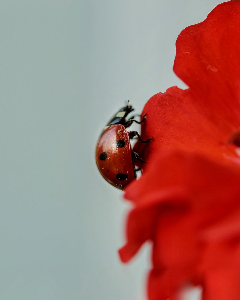 Photograph by Наталья Брунилина