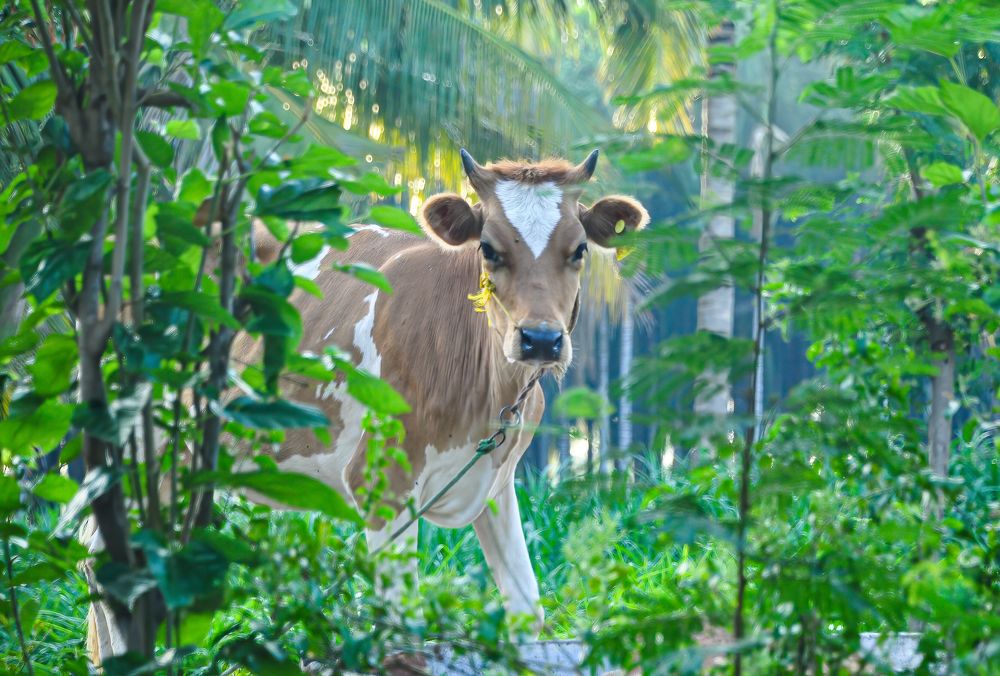 Photograph by Mahesh Krishna