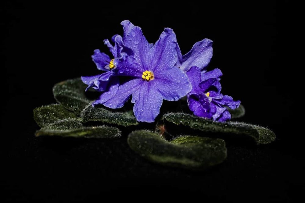 Photograph by Екатерина Боярина