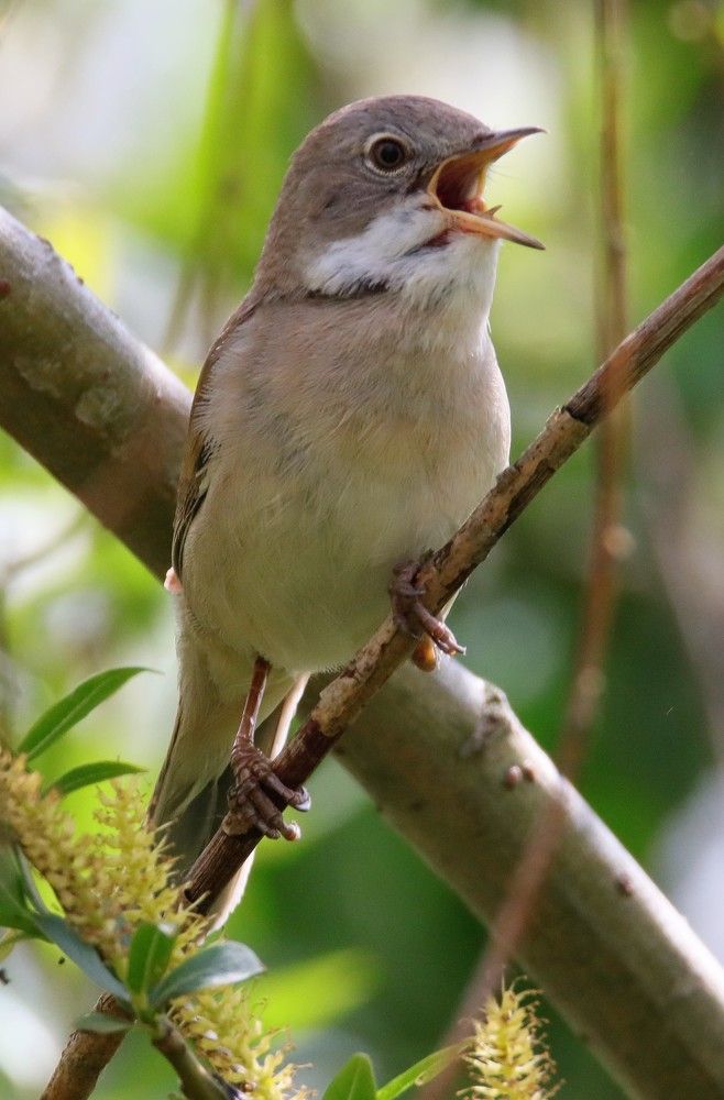 Photograph by Anja kroes