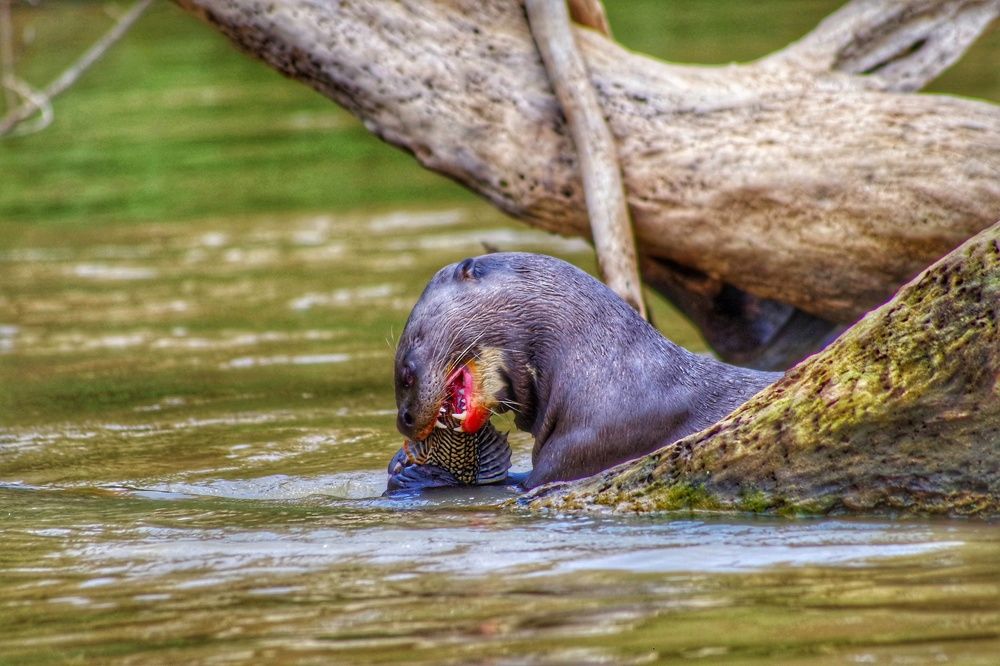 Фотография автора Cláudia Maria Fialho Garcia