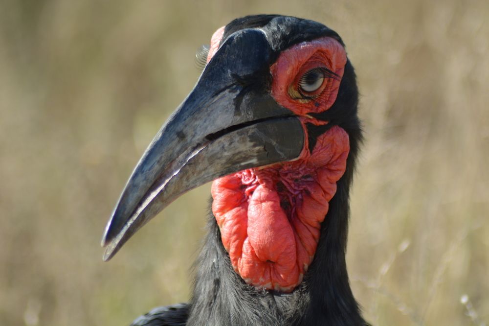 Photograph by P.J. Botha