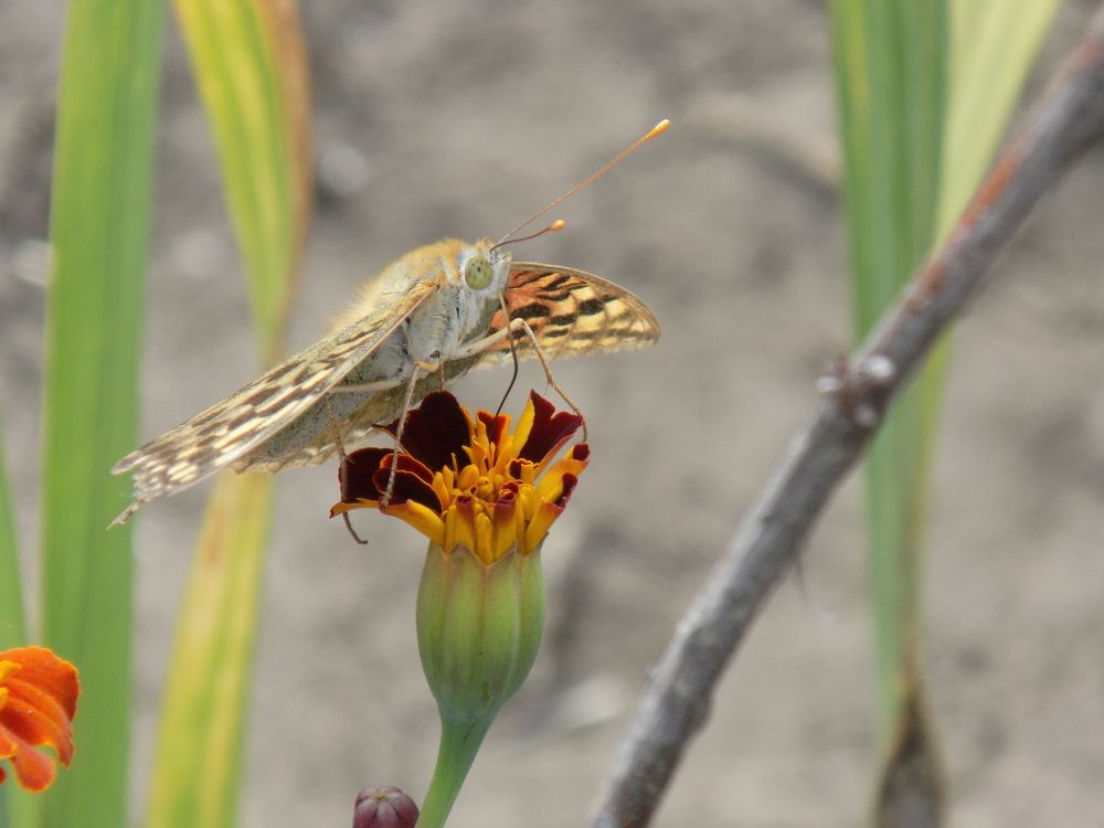 Фотография автора Станислав Рушкис