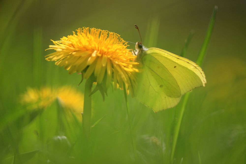 Photograph by Вячеслав Атаманов