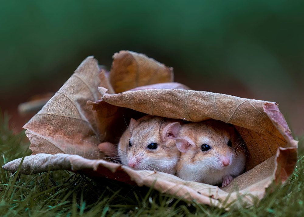 Photograph by Fira Kwan