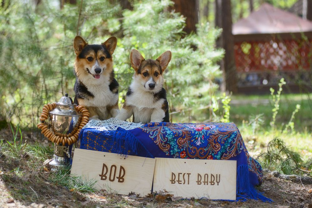 Photograph by Ольга Шибяева