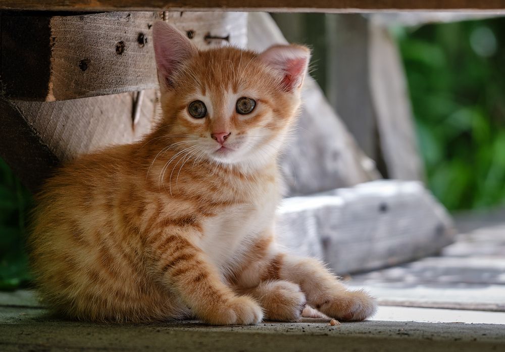 Photograph by Константин Леонтьев