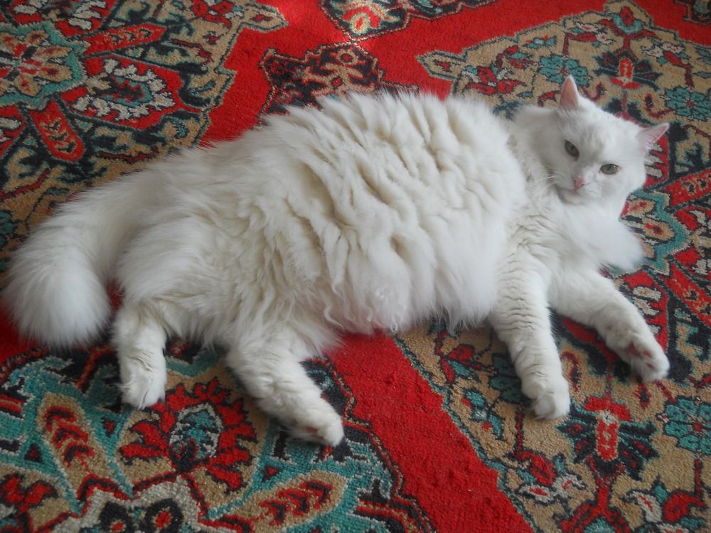 Photo #6094006