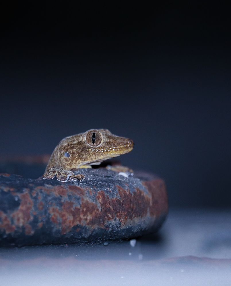 Lizard peeking out of a pipe