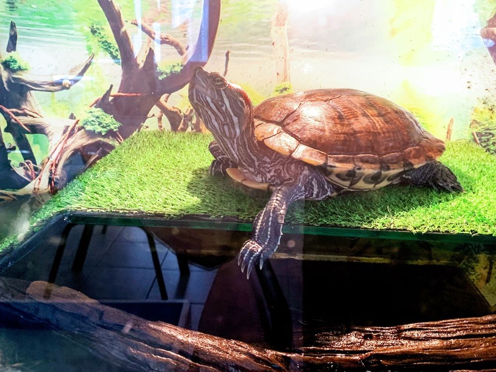 Photograph by Светлана Хохлова