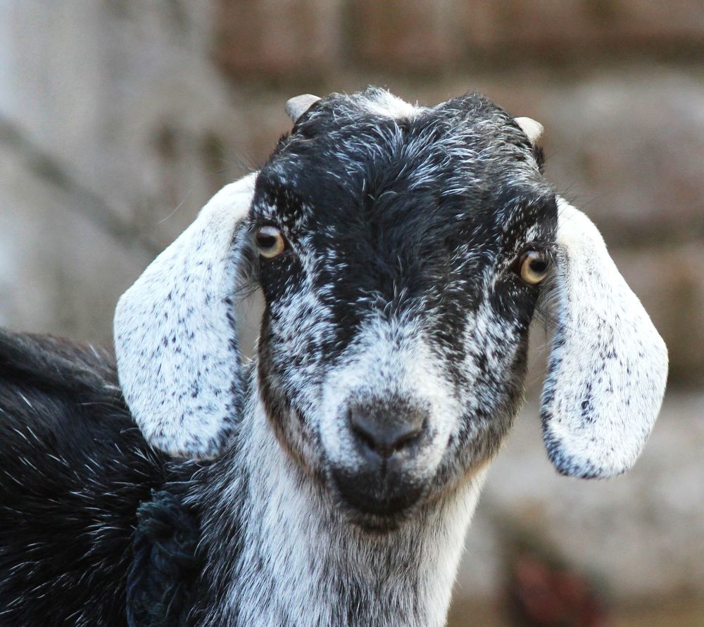 Фотография автора Vivek Tavate