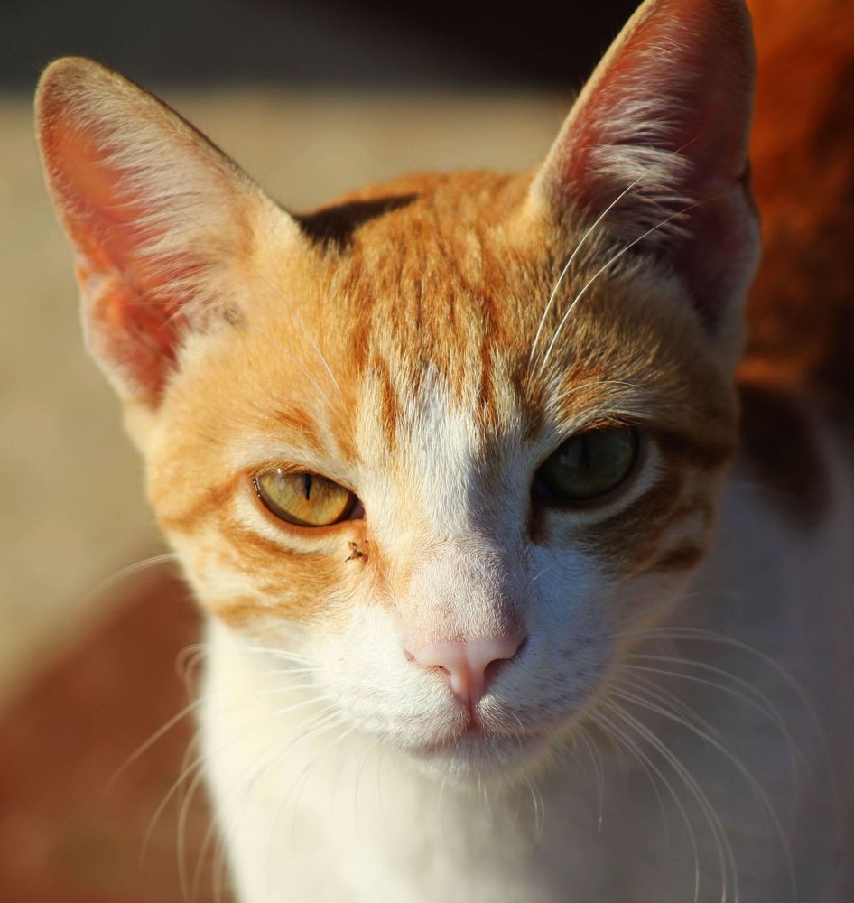 Фотография автора Vivek Tavate