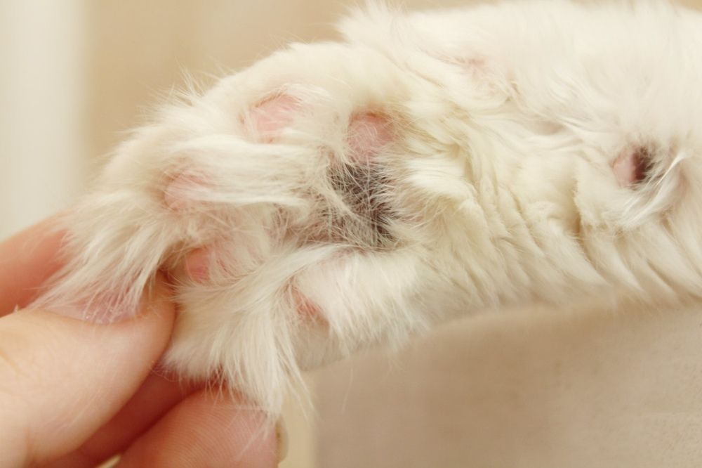 Фотография автора KattyFox