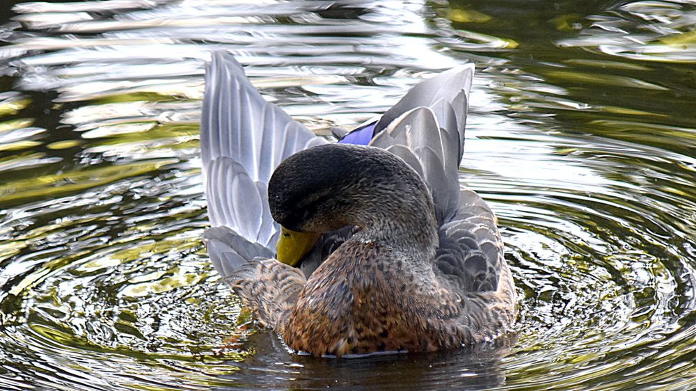 Селезень во всей красе :)