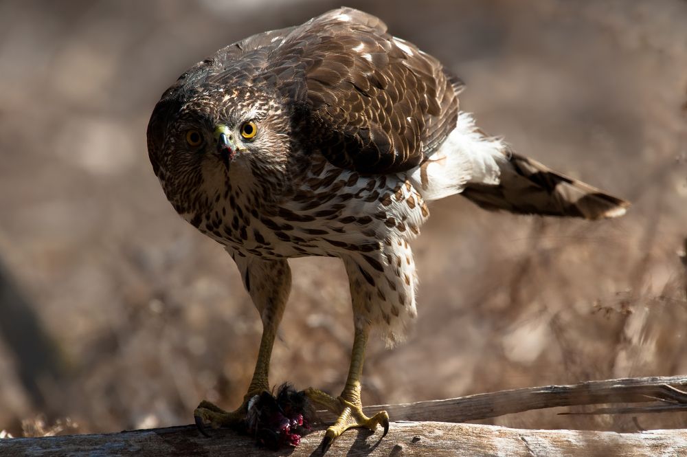 Photograph by Nathalie Talbot