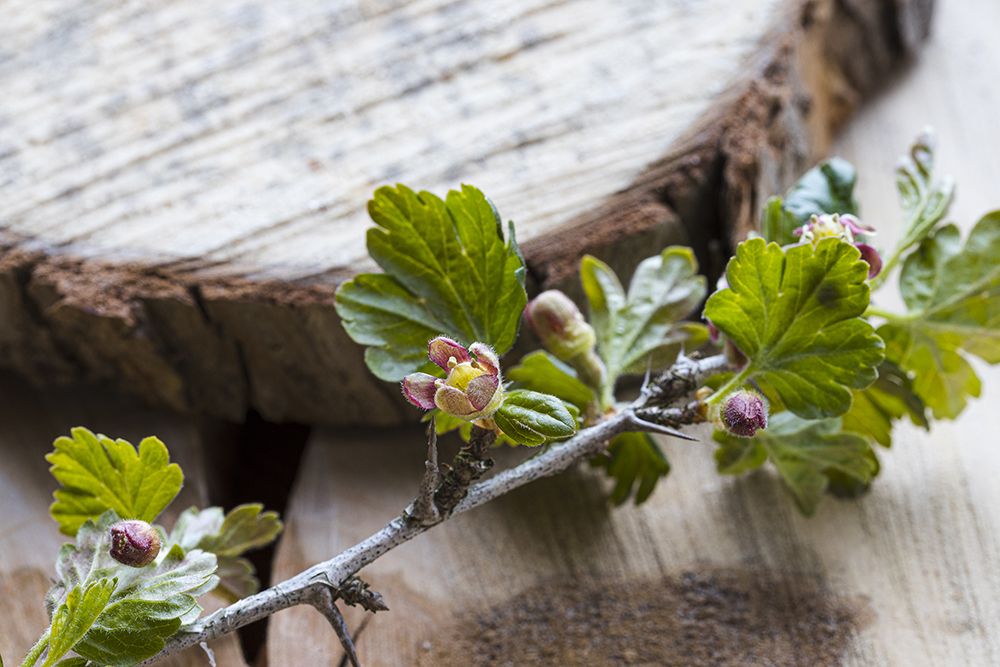 Photograph by Normunds Kaprano