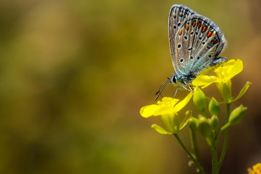 Photograph by sergii