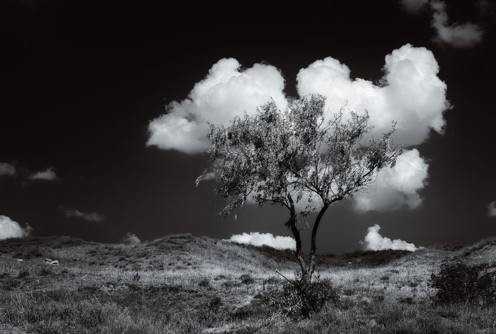 Photograph by Анатолий Щербак