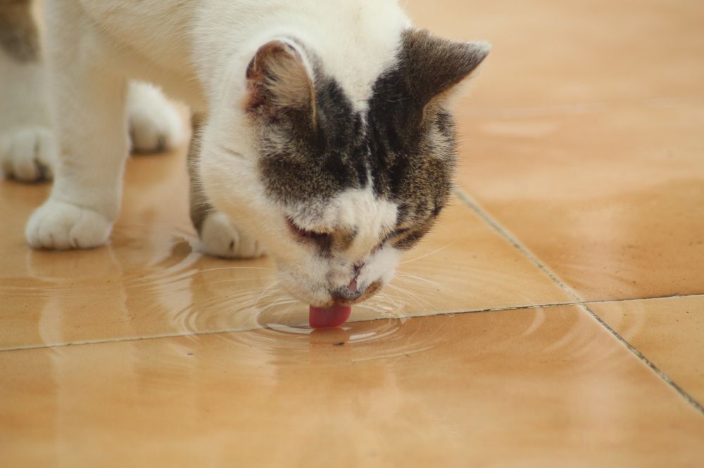 Photograph by Francisco Ferreira