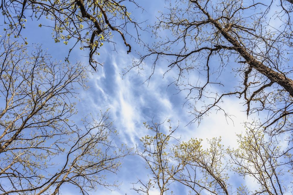 Среди ветвей деревьев..