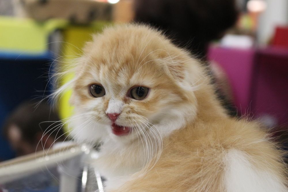 Photograph by Игорь Соколов