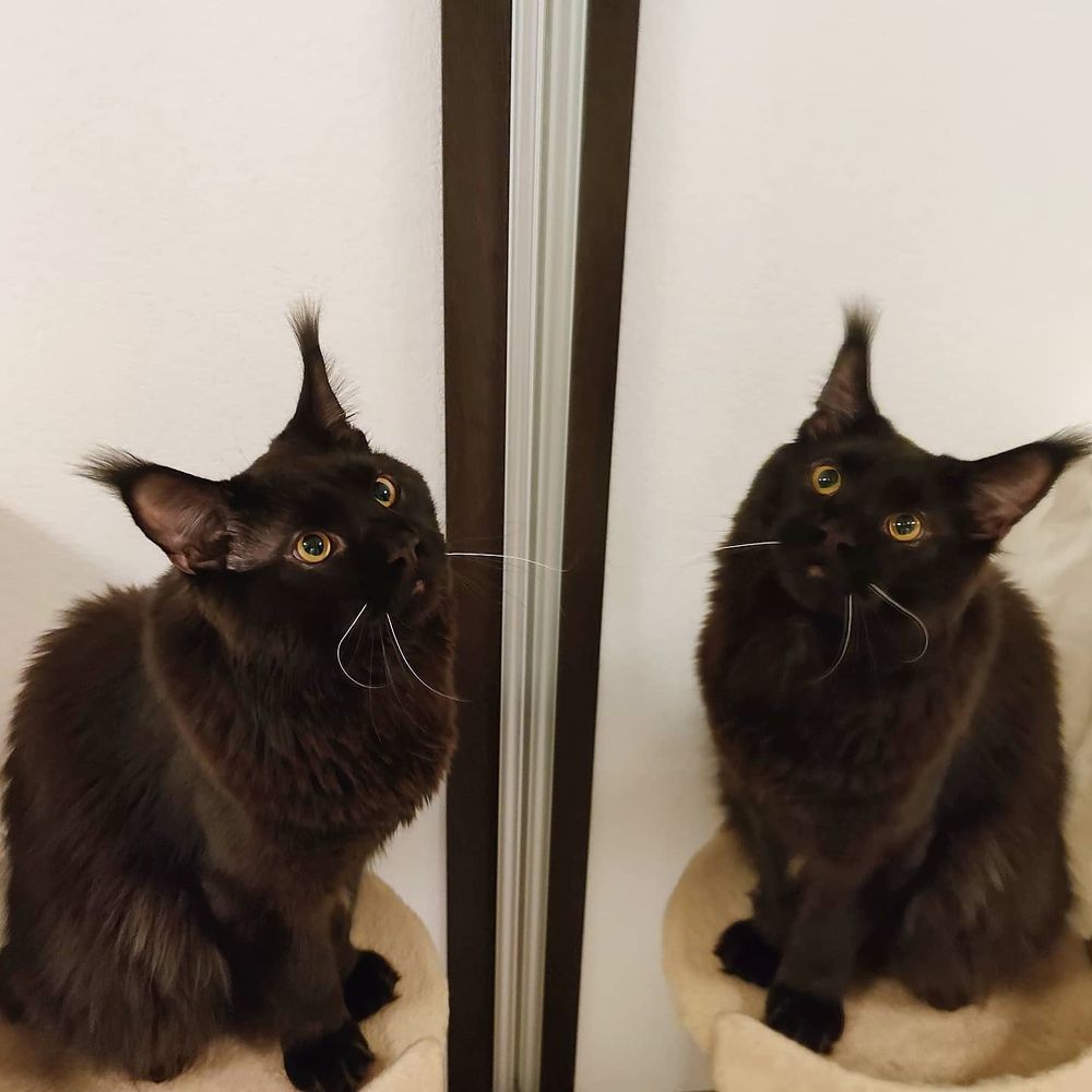 Два Кристофера