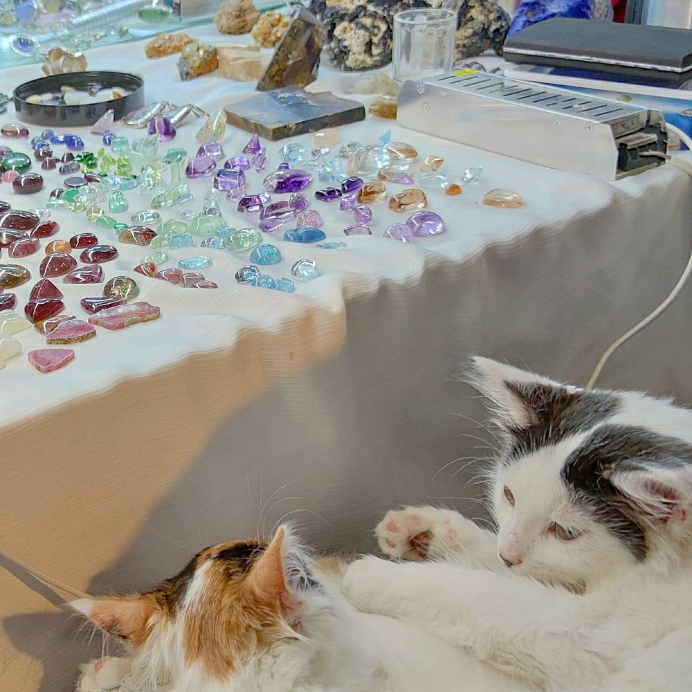 Котики и камушки