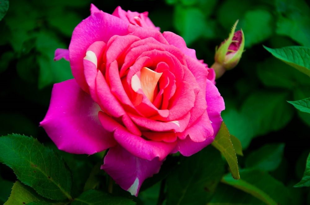 Photograph by Лариса Натальская