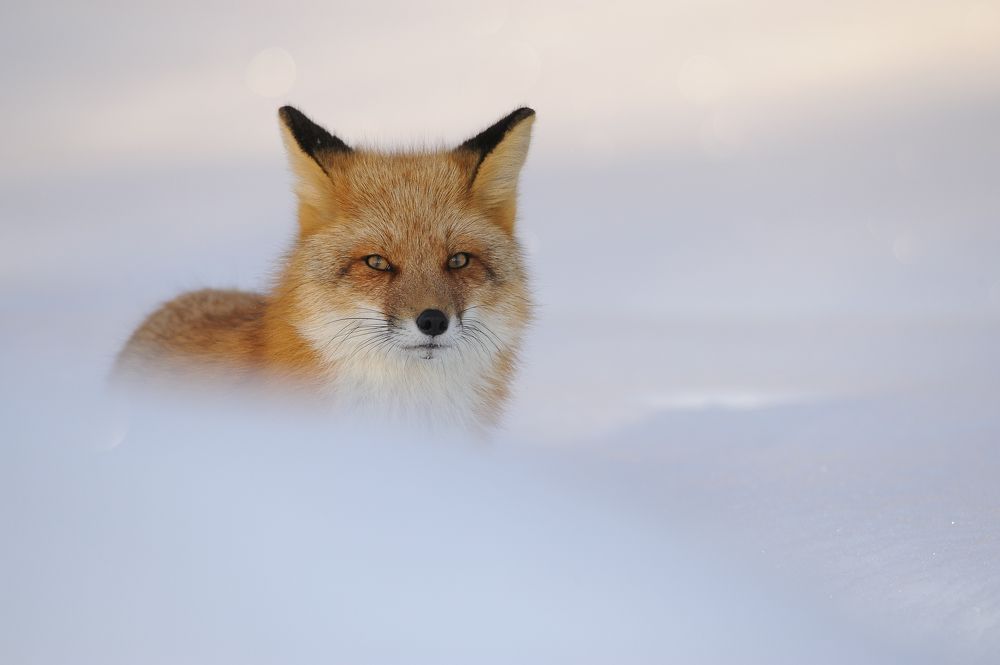 Photograph by Nathalie Talbot