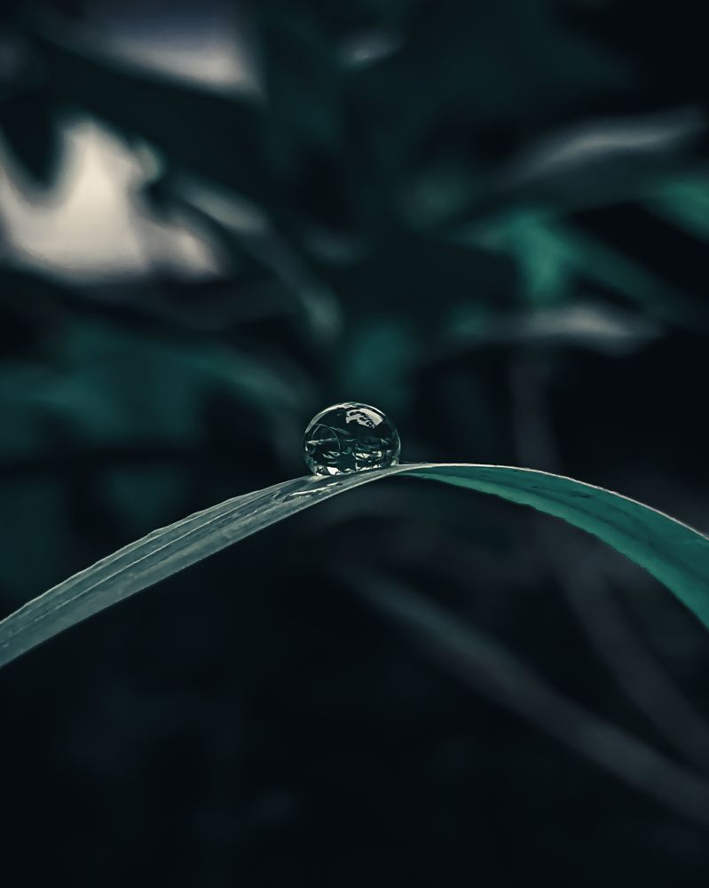 Photograph by Soumarja Karmakar
