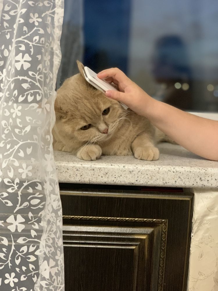 Персик и телефон