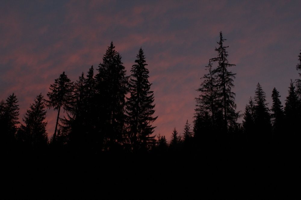 Forest at sunset