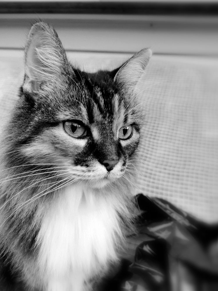 Photograph by Елена Артёменко